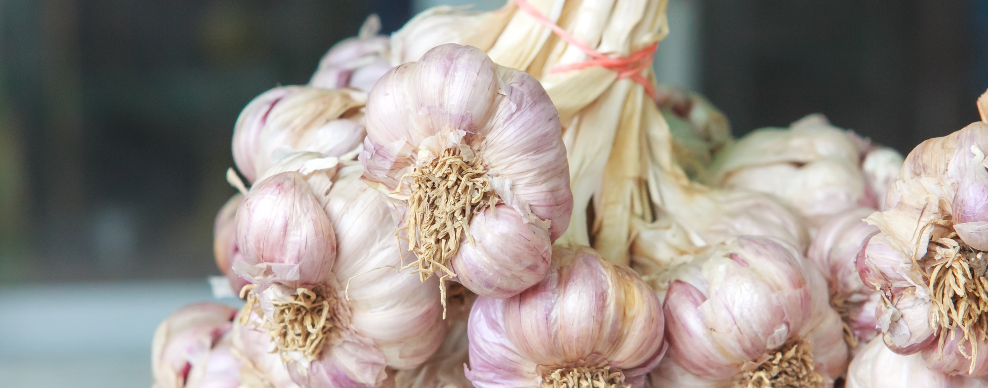 Garlic
